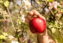 Modi government reduced import duty on apples from 75 to 50 percent