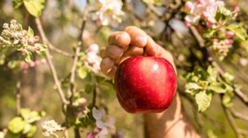 Adani Agro Fresh to purchase premium apples at the rate of Rs 95 per kg HIMACHAL HEADLINES