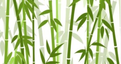 30,000 saplings of Bamboo planted by Rotary Club, Shimla HIMACHAL HEADLINES
