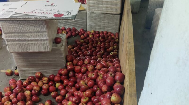 Himachal Govt sets a target of procurement of 1,43,778  metric tonnes of apples Under MIS: Sukhu HIMACHAL HEADLINES