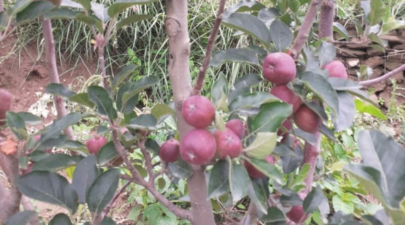 Samyukt Kisan Manch accuses Adani Agri Fresh of exploiting Apple growers HIMACHAL HEADLINES