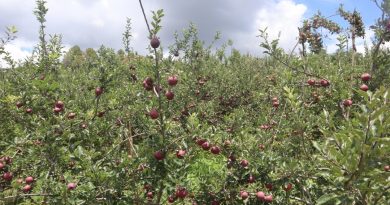 Natural farming gives an edge to Himachal apple growers in market HIMACHAL HEADLINES