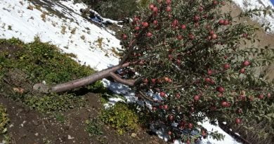 Early snowfall damage unharvested apple crop, Keylong freezes at minus 1.3 degree Centigrade HIMACHAL HEADLINES