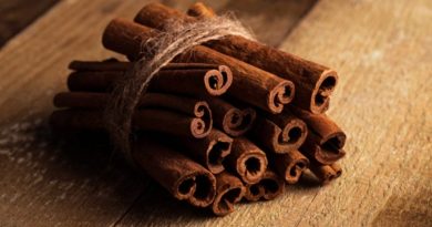 1st Pilot project for Cinnamon cultivation rolled out successfully in HP HIMACHAL HEADLINES