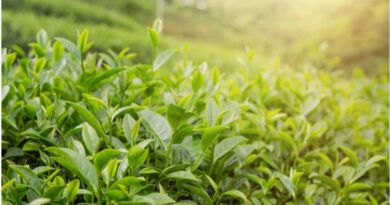 Assembly passes legislation  exempt big tea estate from land ceiling HIMACHAL HEADLINES