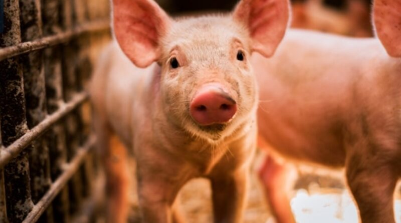 Pig rearing is Himachal government’s new outlook to boost state economy HIMACHAL HEADLINES