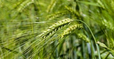 Fire render loss in wheat crops of 138 bigha  HIMACHAL HEADLINES