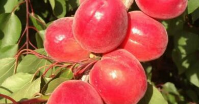 Red apricot prepared for the first time in Himachal, is helpful in fighting cancer HIMACHAL HEADLINES