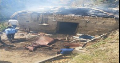 Cattle charred to death in Mandi fire mishap HIMACHAL HEADLINES
