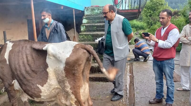 Kissan Sabha concerns over spurt in cases of lumpy skin disease in cattle HIMACHAL HEADLINES