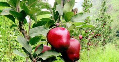Parmar varsity to start sale of fruit plants from 4th January HIMACHAL HEADLINES