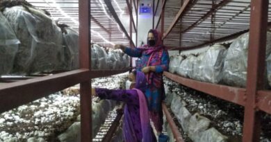 Mushroom Cultivation a Boon for Women Livelihood in Rural Villages of Himachal HIMACHAL HEADLINES