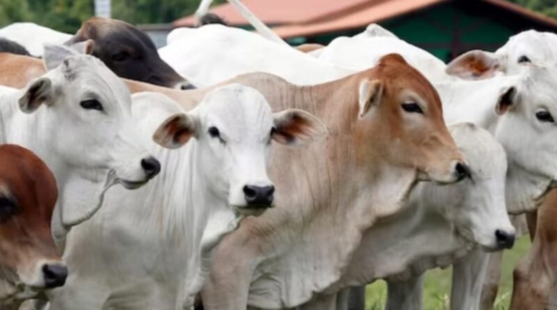 Himachal Government launches helpline no -1100 to resolve the issue of stray cattle menace HIMACHAL HEADLINES