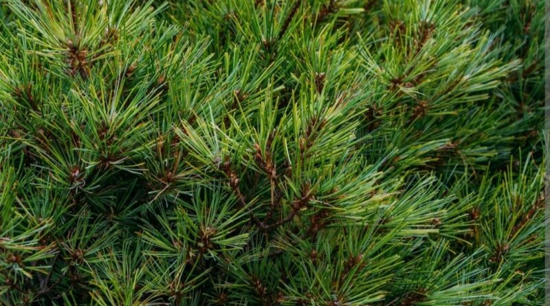 Himachal to ensure optimum use of pine needles as a substitute to Biomass HIMACHAL HEADLINES