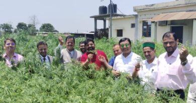 A committee led by Jagat Singh Negi learns the practicality of cannabis cultivation at Doiwala in Uttarakhand HIMACHAL HEADLINES