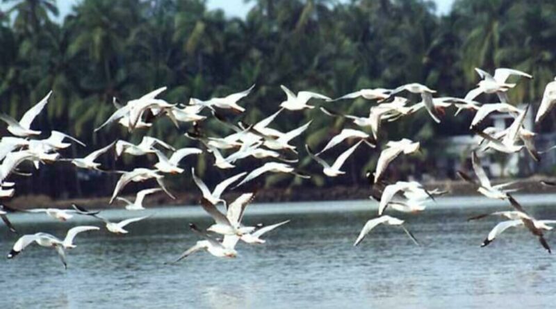 83555 migratory birds of 86 species visited Pong Dam this year  HIMACHAL HEADLINES