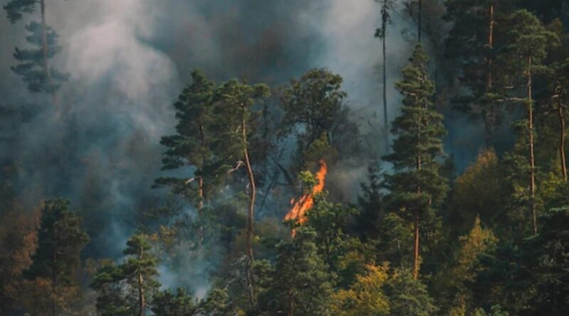 Himachal Forest Department prepares fire mapping system to control forest fires HIMACHAL HEADLINES