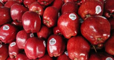 Himachal Government passes new guidelines for apple auction in APMC market yards HIMACHAL HEADLINES