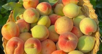 Peaches of Rajgarh's have started reaching the country's mandis - Fruit production reduced due to hailstorms and strong winds HIMACHAL HEADLINES