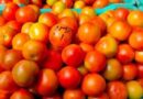 Tomato based food processing industry will be established in Banalgi : Ram Kumar Choudhary