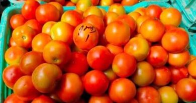 Tomato based food processing industry will be established in Banalgi : Ram Kumar Choudhary