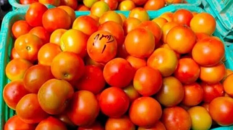 Solan's Red Gold Tomato beaten by Triple A Grade Garlic of Sirmaur HIMACHAL HEADLINES