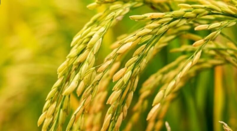 Himachal Govt to Purchase paddy crop through Civil Supply Corporation HIMACHAL HEADLINES