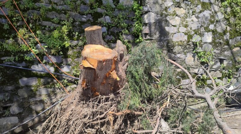 Local bodies exercising exigency provision  to do away with dangerous trees  HIMACHAL HEADLINES