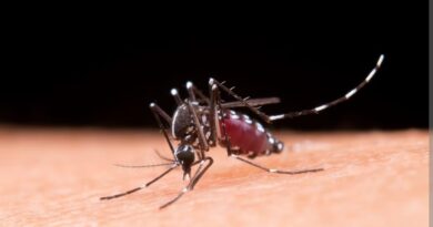 103 cases of Dengue surface in Sirmour district HIMACHAL HEADLINES