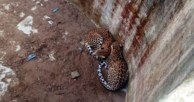 Two leopards trapped in an empty tank in Kohan rescued safely HIMACHAL HEADLINES