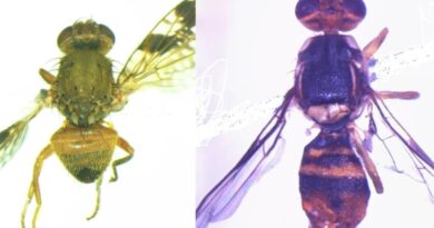 Nauni varsity doctoral scholar discovers two new fruit fly species