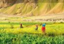 Natural Farming Revolutionizes Agriculture in Himachal Pradesh’s Spiti Valley
