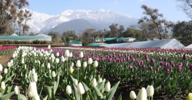 Palampur's Tulip Garden blossoms into a tourist destination HIMACHAL HEADLINES