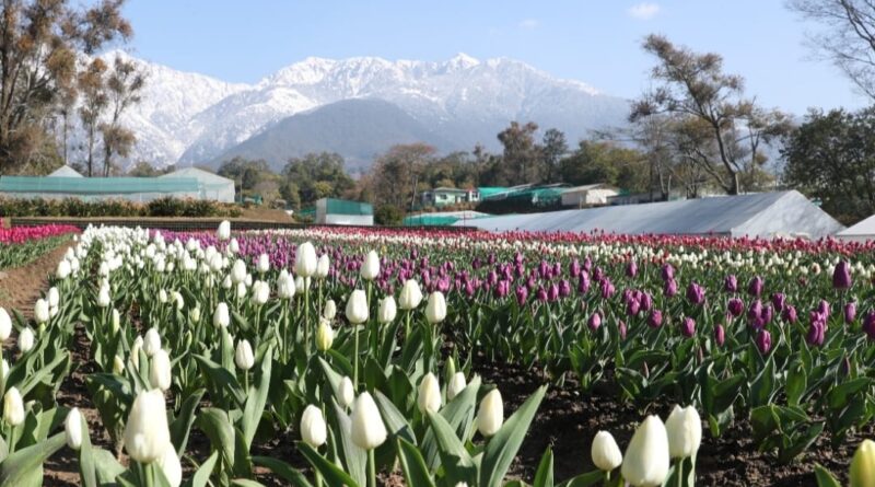 Mesmerizing Tulip garden at CSIR-IHBT has been opened for public in Palampur HIMACHAL HEADLINES