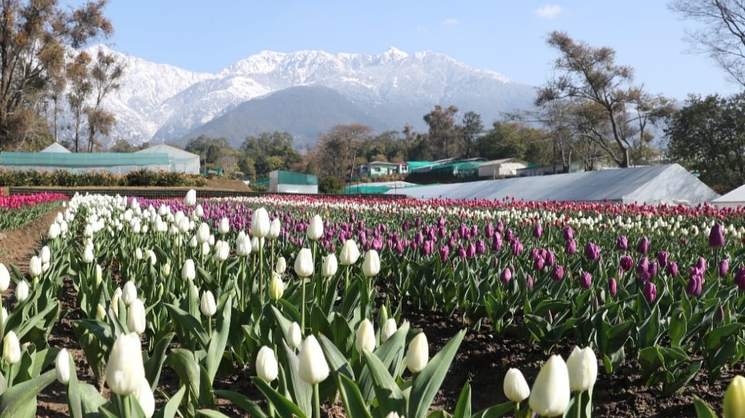 Mesmerizing Tulip garden at CSIRIHBT has been opened for public in