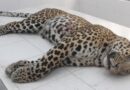 Poisoning of Leopards: State authority lodges case under wildlife protection act