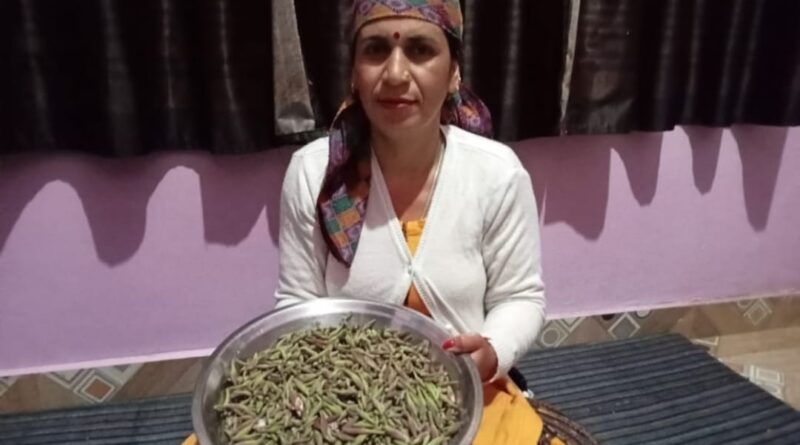 Beautiful Kachnar is full of taste and medicinal properties HIMACHAL HEADLINES