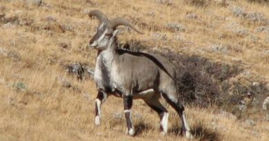 Census of blue sheep (Bharal) and Ibex (Tangor) started from Lari