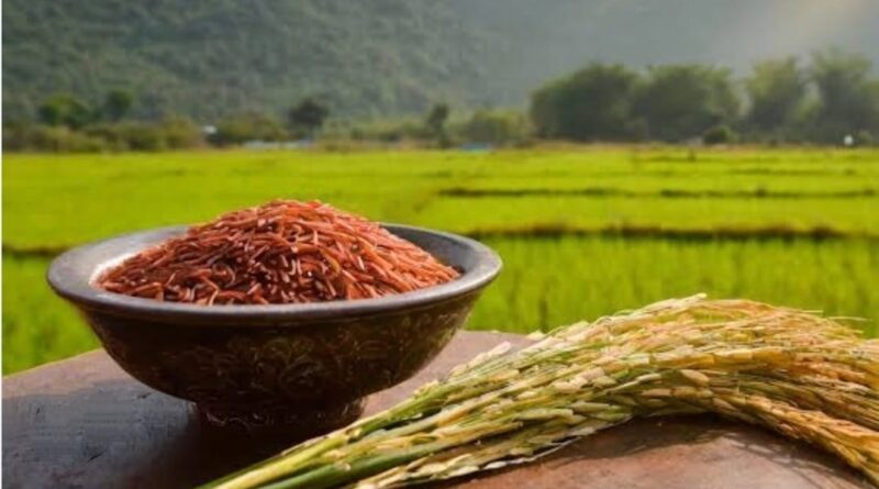 Rare Rice Himachal's rare red rice 'Paiza' : The priceless treasure of Lavi fair ...